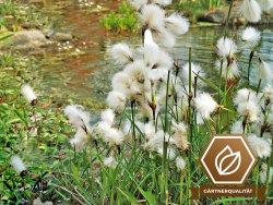Wollgras - Eriophorum angustifolium